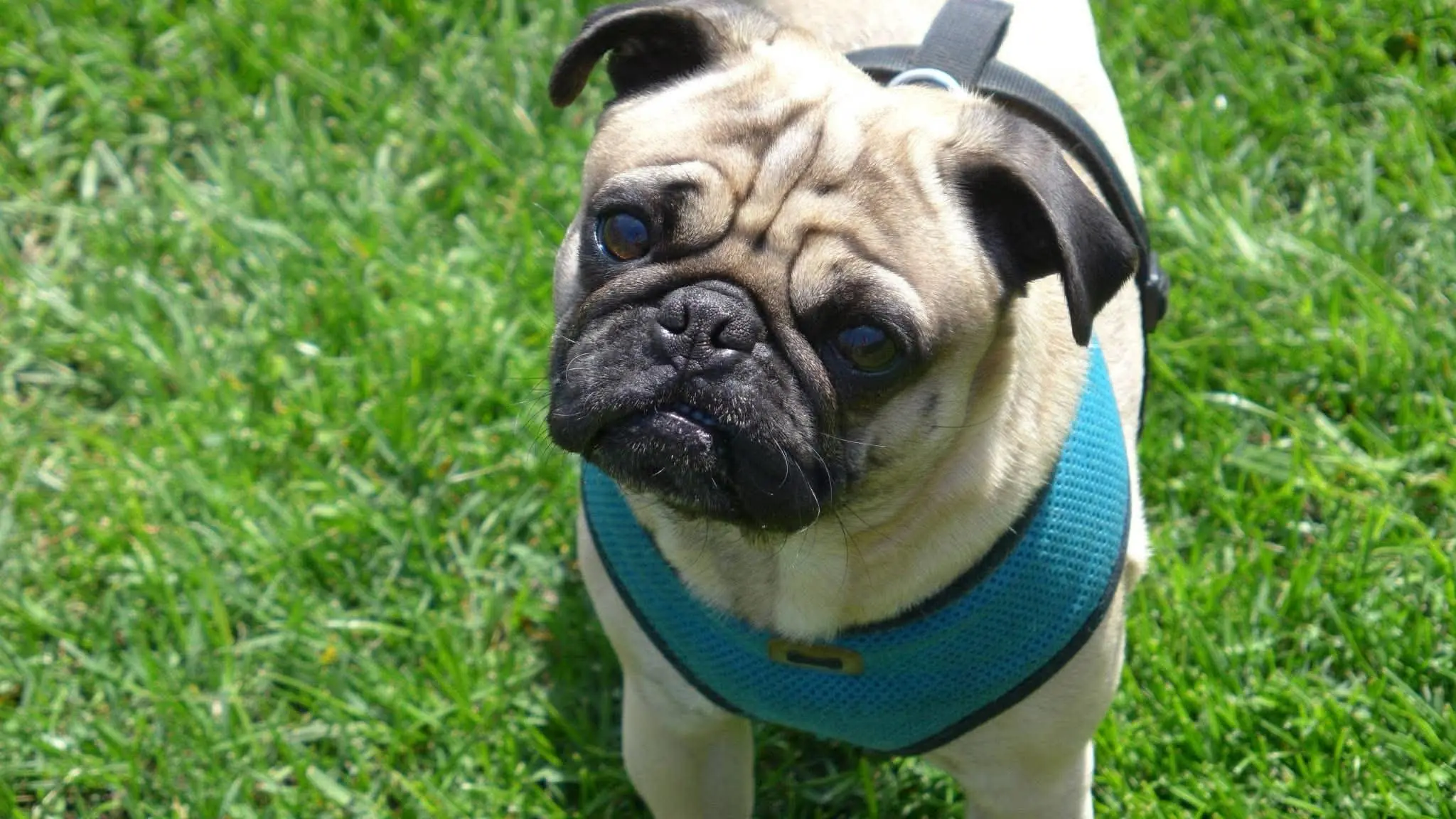 Pug wearing a blue harness standing in green grass